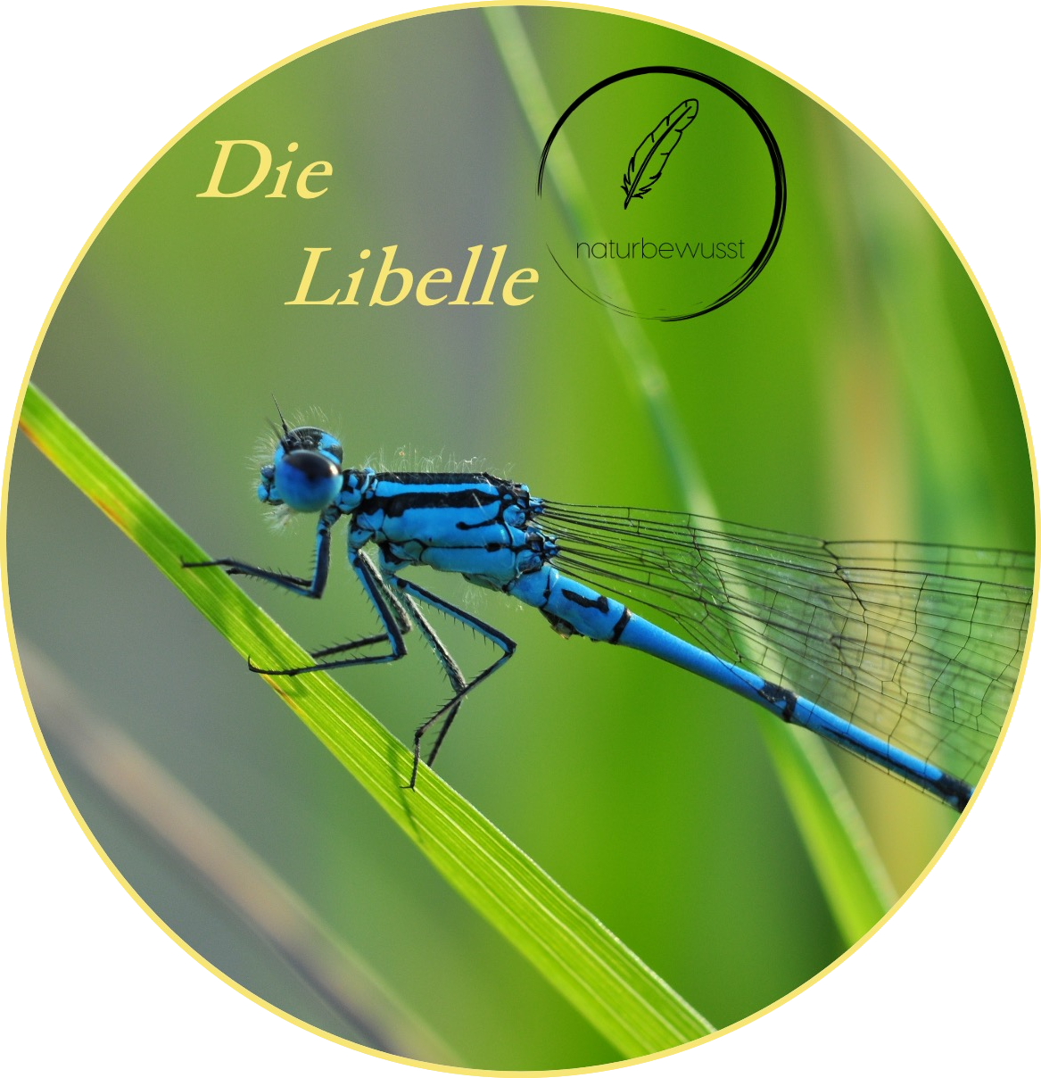 Dieses Bild hat ein leeres alt-Attribut; sein Dateiname ist libelle2.png